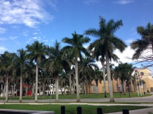 Miami Palm Trees